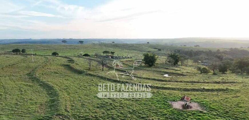 Fazenda à Venda de 117 Alqueires para Pecuária de Alta Performance | Presidente Alves/SP