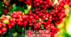 Fazenda de Café de 3.550 Has Altíssimo Padrão na Cafeicultura Irrigada | Buritizeiro / MG Fazenda de Café de 3.550 Has Altíssimo Padrão na Cafeicultura Irrigada | Buritizeiro / MG