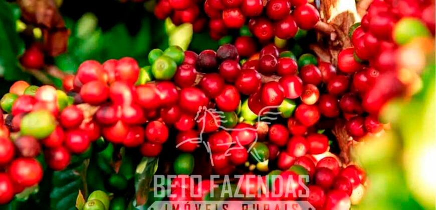 Fazenda de Café de 3.550 Has Altíssimo Padrão na Cafeicultura Irrigada | Buritizeiro / MG Fazenda de Café de 3.550 Has Altíssimo Padrão na Cafeicultura Irrigada | Buritizeiro / MG