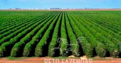 Fazenda de Café de 3.550 Has Altíssimo Padrão na Cafeicultura Irrigada | Buritizeiro / MG Fazenda de Café de 3.550 Has Altíssimo Padrão na Cafeicultura Irrigada | Buritizeiro / MG