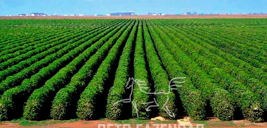 Fazenda de Café de 3.550 Has Altíssimo Padrão na Cafeicultura Irrigada | Buritizeiro / MG Fazenda de Café de 3.550 Has Altíssimo Padrão na Cafeicultura Irrigada | Buritizeiro / MG