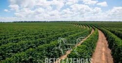 Fazenda de Café de 3.550 Has Altíssimo Padrão na Cafeicultura Irrigada | Buritizeiro / MG Fazenda de Café de 3.550 Has Altíssimo Padrão na Cafeicultura Irrigada | Buritizeiro / MG