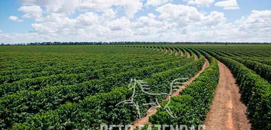 Fazenda de Café de 3.550 Has Altíssimo Padrão na Cafeicultura Irrigada | Buritizeiro / MG Fazenda de Café de 3.550 Has Altíssimo Padrão na Cafeicultura Irrigada | Buritizeiro / MG