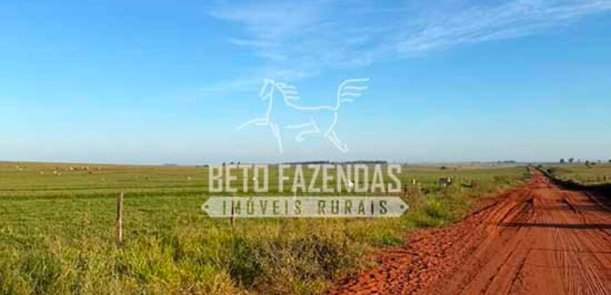 Fazenda à Venda 1.356 Hectares Estrutura Completa Pecuária | Rosana/SP