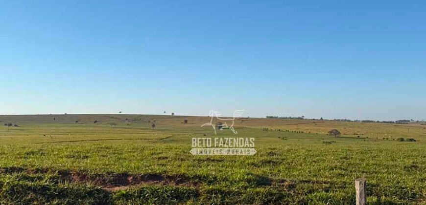 Fazenda à Venda 1.356 Hectares Estrutura Completa Pecuária | Rosana/SP