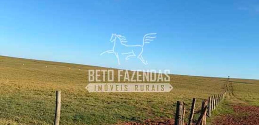 Fazenda à Venda 1.356 Hectares Estrutura Completa Pecuária | Rosana/SP
