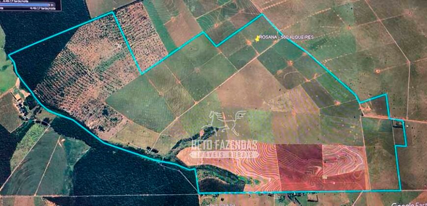 Fazenda à Venda 1.356 Hectares Estrutura Completa Pecuária | Rosana/SP