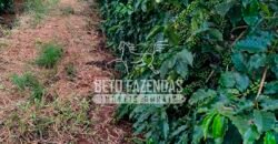 Fazenda de Café e Soja à Venda 88 hectares Certificada | Vargem Bonita/MG Fazenda de Café e Soja à Venda 88 hectares Certificada | Vargem Bonita/MG