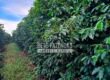Fazenda de Café e Soja à Venda 88 hectares Certificada | Vargem Bonita/MG