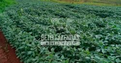 Fazenda de Café e Soja à Venda 88 hectares Certificada | Vargem Bonita/MG Fazenda de Café e Soja à Venda 88 hectares Certificada | Vargem Bonita/MG