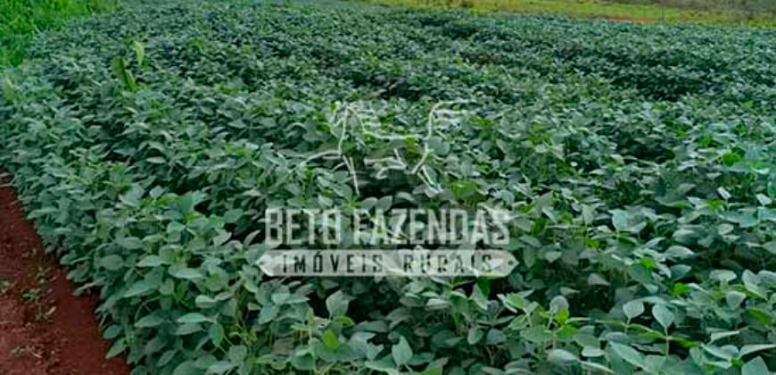 Fazenda de Café e Soja à Venda 88 hectares Certificada | Vargem Bonita/MG Fazenda de Café e Soja à Venda 88 hectares Certificada | Vargem Bonita/MG