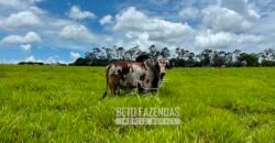 Fazenda de Soja E Pecuária à Venda 1.510 Has Alto Padrão no Agronegócio | Itarumã/ GO