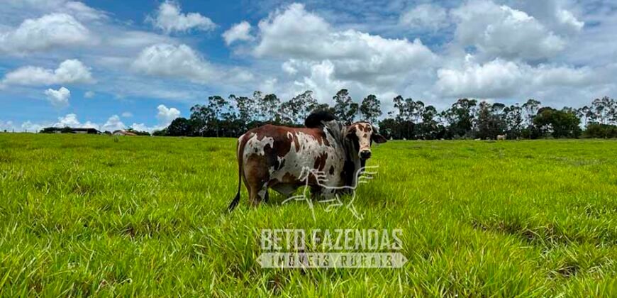 Fazenda de Soja E Pecuária à Venda 1.510 Has Alto Padrão no Agronegócio | Itarumã/ GO