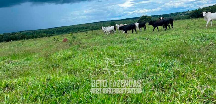 Fazenda de Soja E Pecuária à Venda 1.510 Has Alto Padrão no Agronegócio | Itarumã/ GO