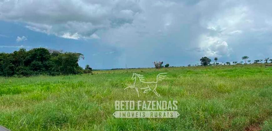 Fazenda de Soja E Pecuária à Venda 1.510 Has Alto Padrão no Agronegócio | Itarumã/ GO