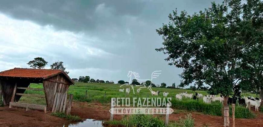 Fazenda de Soja E Pecuária à Venda 1.510 Has Alto Padrão no Agronegócio | Itarumã/ GO
