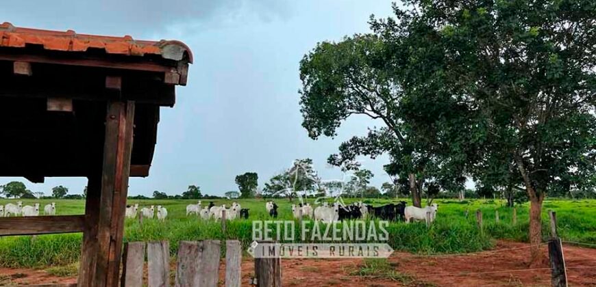 Fazenda de Soja E Pecuária à Venda 1.510 Has Alto Padrão no Agronegócio | Itarumã/ GO