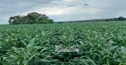Fazenda à Venda 3.200 Has Dupla Aptidão no MATOPIBA | Miranorte / TO