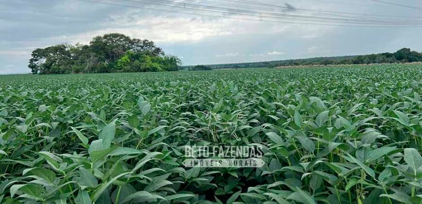 Fazenda à Venda 3.200 Has Dupla Aptidão no MATOPIBA | Miranorte / TO