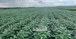 Fazenda à Venda 3.200 Has Dupla Aptidão no MATOPIBA | Miranorte / TO