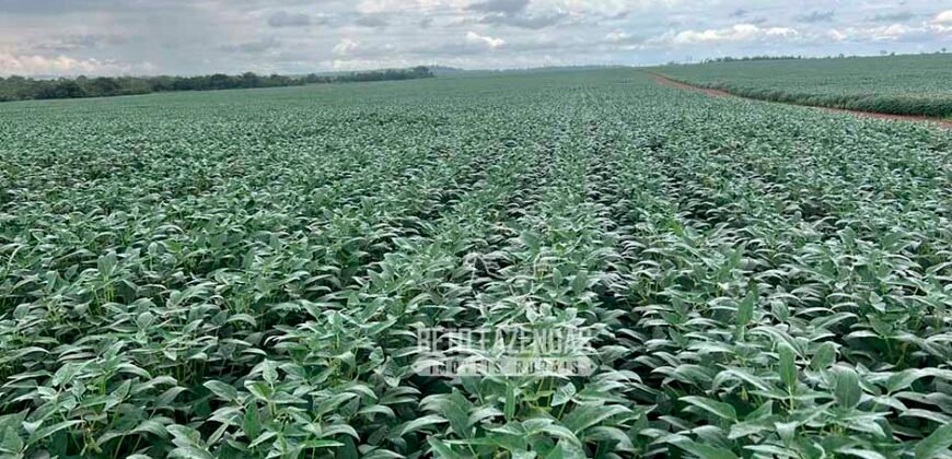 Fazenda à Venda 3.200 Has Dupla Aptidão no MATOPIBA | Miranorte / TO