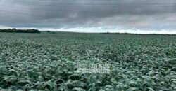 Fazenda à Venda 3.200 Has Dupla Aptidão no MATOPIBA | Miranorte / TO