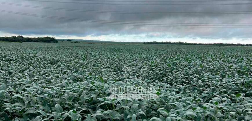 Fazenda à Venda 3.200 Has Dupla Aptidão no MATOPIBA | Miranorte / TO