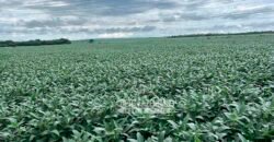 Fazenda à Venda 3.200 Has Dupla Aptidão no MATOPIBA | Miranorte / TO