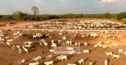 Fazenda à Venda 3.200 Has Dupla Aptidão no MATOPIBA | Miranorte / TO