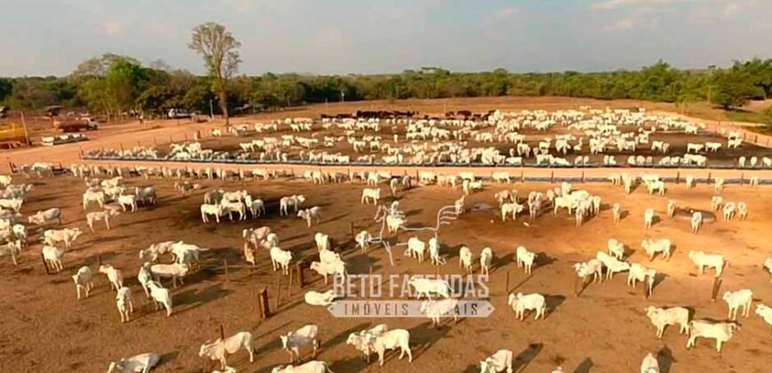 Fazenda à Venda 3.200 Has Dupla Aptidão no MATOPIBA | Miranorte / TO