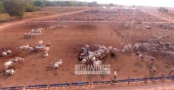 Fazenda à Venda 3.200 Has Dupla Aptidão no MATOPIBA | Miranorte / TO