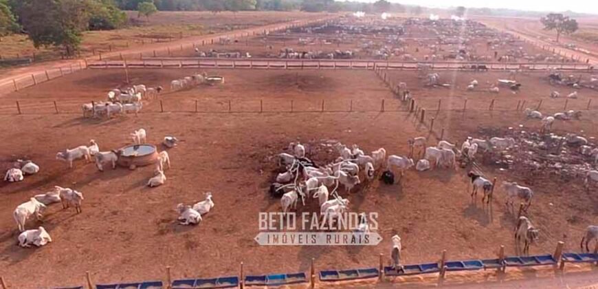 Fazenda à Venda 3.200 Has Dupla Aptidão no MATOPIBA | Miranorte / TO