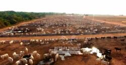 Fazenda à Venda 3.200 Has Dupla Aptidão no MATOPIBA | Miranorte / TO
