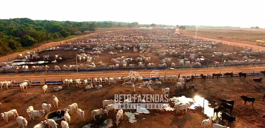 Fazenda à Venda 3.200 Has Dupla Aptidão no MATOPIBA | Miranorte / TO