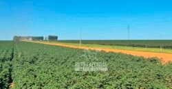 Fazenda com Dívida à Venda 10.240 has Infraestrutura Lavoura | Nova Maringá /MT