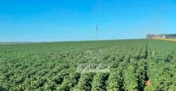 Fazenda com Dívida à Venda 10.240 has Infraestrutura Lavoura | Nova Maringá /MT