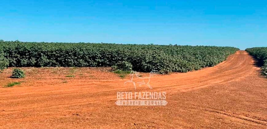 Fazenda com Dívida à Venda 10.240 has Infraestrutura Lavoura | Nova Maringá /MT
