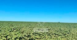 Fazenda com Dívida à Venda 10.240 has Infraestrutura Lavoura | Nova Maringá /MT