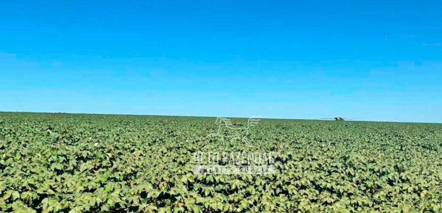 Fazenda com Dívida à Venda 10.240 has Infraestrutura Lavoura | Nova Maringá /MT