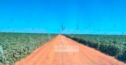Fazenda com Dívida à Venda 10.240 has Infraestrutura Lavoura | Nova Maringá /MT