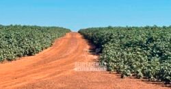 Fazenda com Dívida à Venda 10.240 has Infraestrutura Lavoura | Nova Maringá /MT