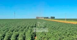 Fazenda com Dívida à Venda 10.240 has Infraestrutura Lavoura | Nova Maringá /MT