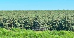 Fazenda com Dívida à Venda 10.240 has Infraestrutura Lavoura | Nova Maringá /MT